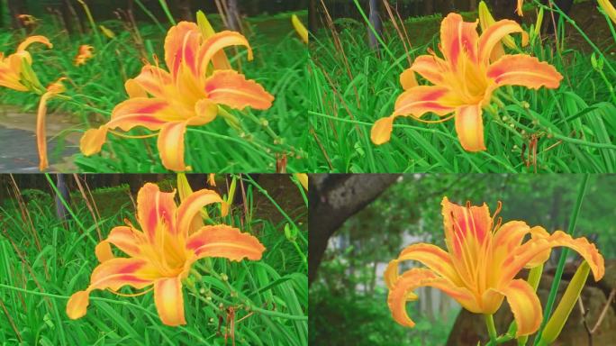 【V币】萱草花 / 黄花菜