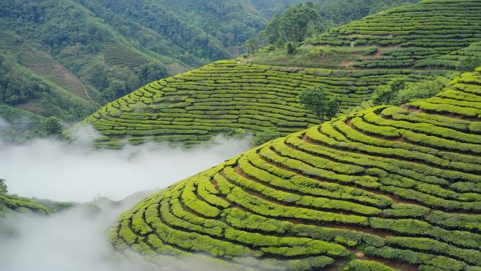 云雾缭绕的茶园风光 绿色茶山日出美景