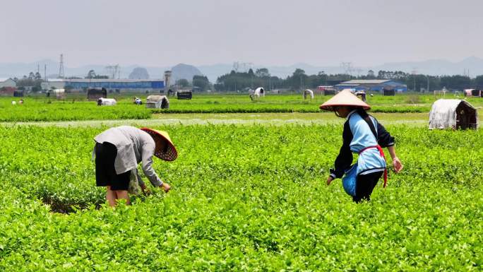 花农采摘茉莉花【多组镜头】