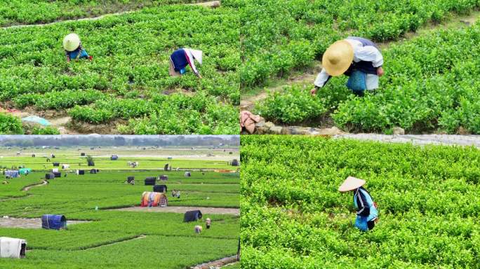 花农采摘茉莉花【多组镜头】