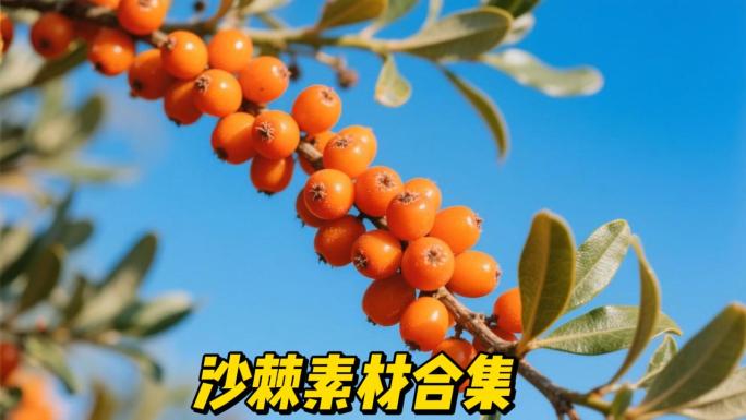 沙棘 沙棘汁 沙棘树