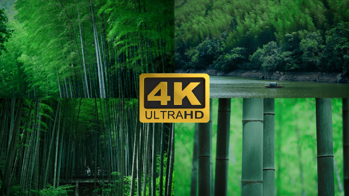 【4K】夏日竹林