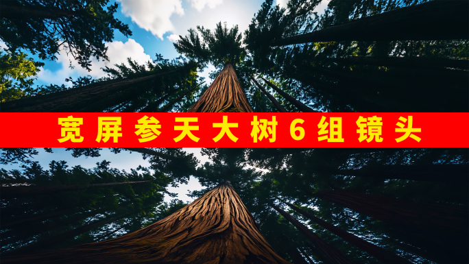 仰望森林参天大树