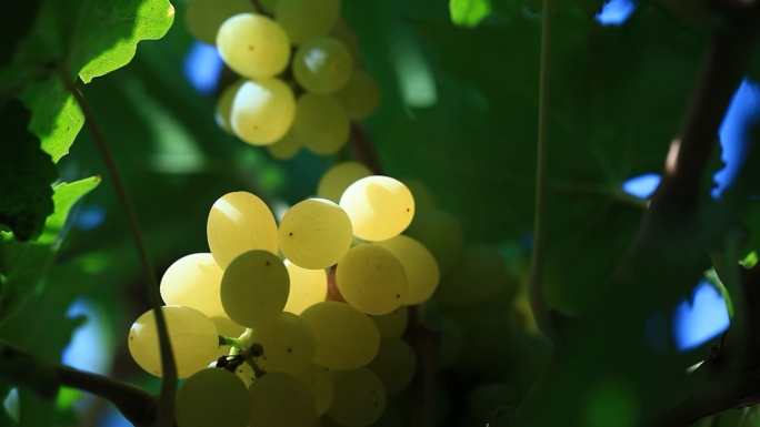 吐鲁番葡萄干 火焰山 坎儿井