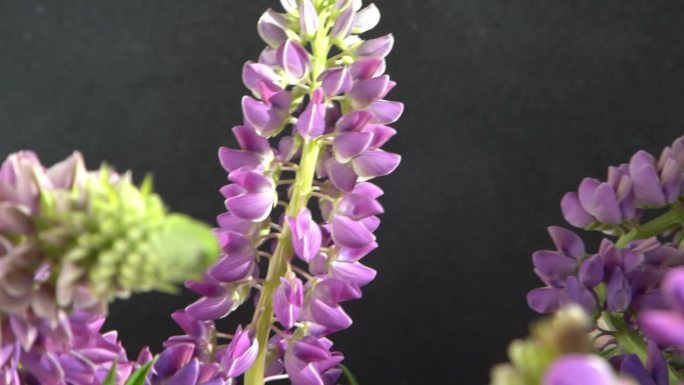 狼毒花。紫色和粉色花蕾的花束。
