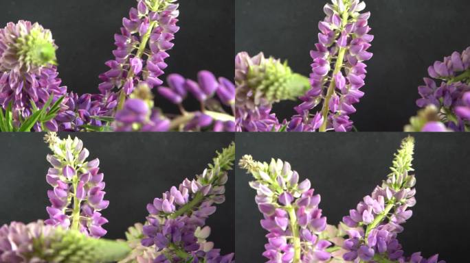 狼毒花。紫色和粉色花蕾的花束。