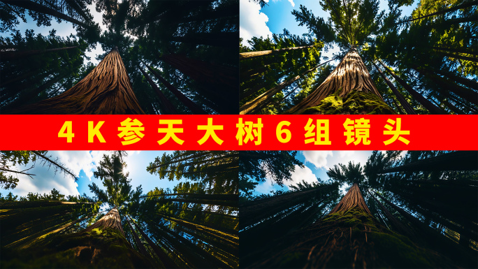 4k参天大树