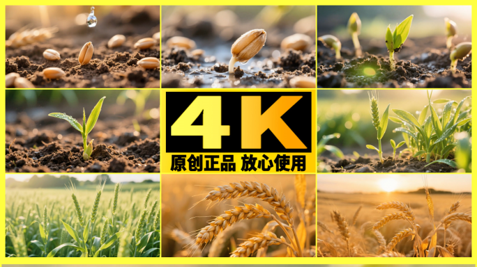 【精品】作物生长小麦种子生根发芽成熟丰收