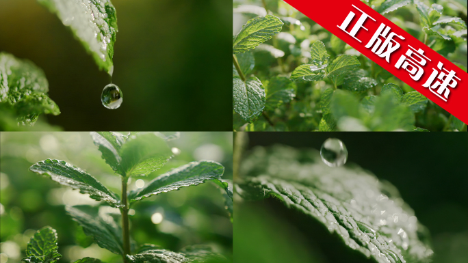 薄荷 薄荷叶 雨 树叶 水珠
