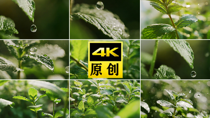 薄荷 薄荷叶 雨 树叶 水珠