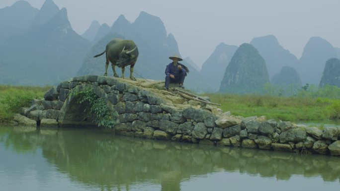 广西桂林老农牵牛过河牧歌田园生活风光