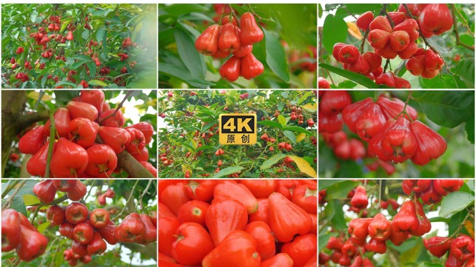 莲雾果园 海南热带水果