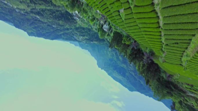 【正版原创实拍】茶园穿越机采茶茶叶绿茶