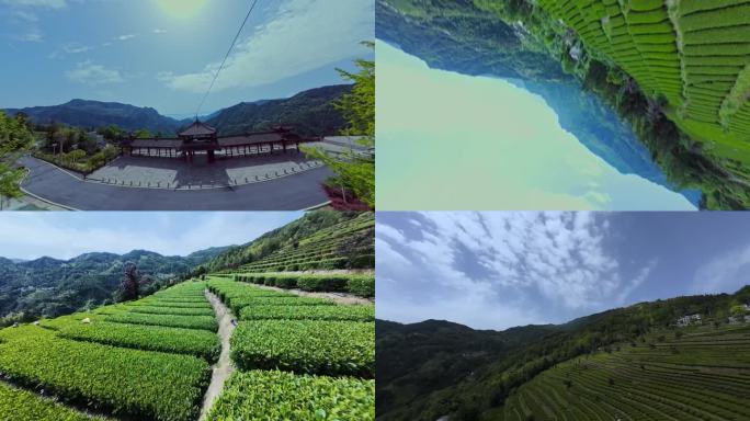 【正版原创实拍】茶园穿越机采茶茶叶绿茶
