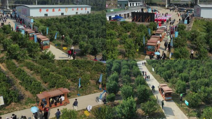 中国广东肇庆四会黄田镇砂糖橘种植基地