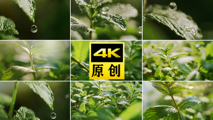 水滴 薄荷草本精华滴水水珠雨水绿叶天然