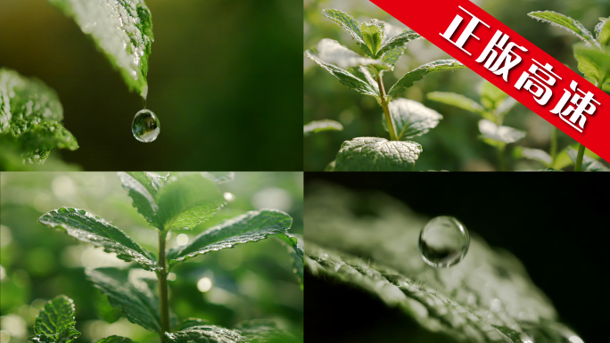 水滴 薄荷草本精华滴水水珠雨水绿叶天然