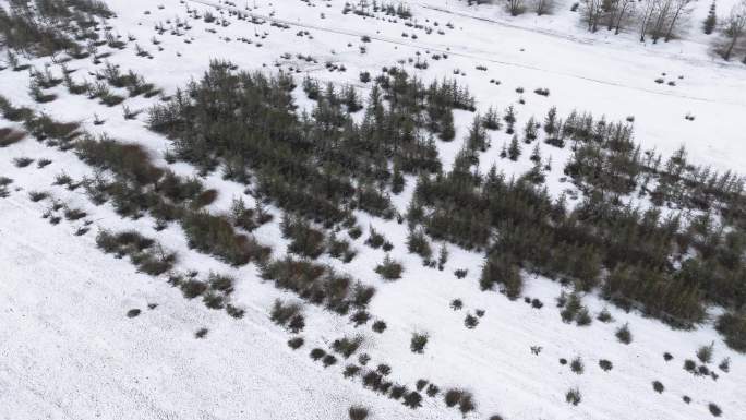 雪地 树林 航拍