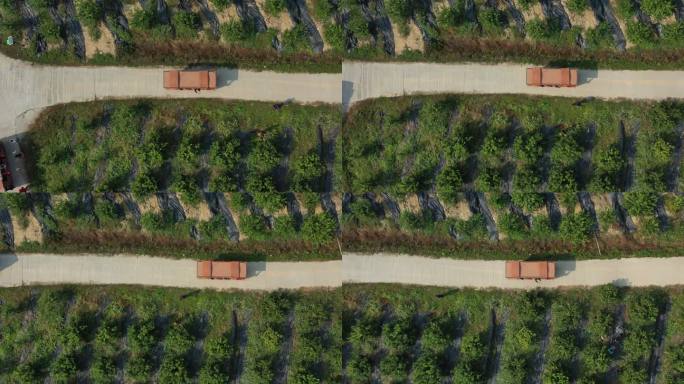 中国广东肇庆四会黄田镇砂糖橘种植基地