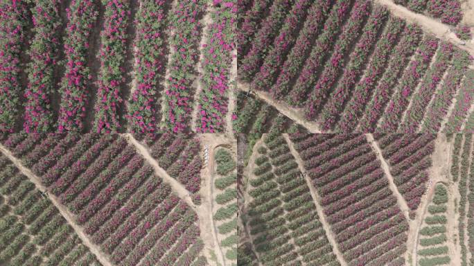 云南食用玫瑰花田航拍