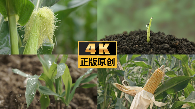 农业玉米玉米种子玉米田农作物玉米生长种植