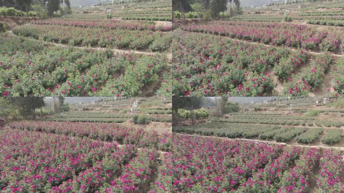 云南食用玫瑰花田航拍