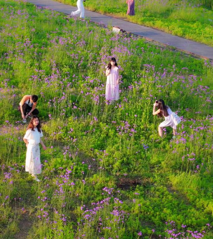 【竖版】游客花海拍照打卡