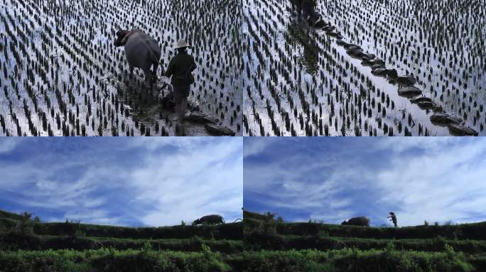 山区梯田水牛耕作景象 农耕 农业 耕田