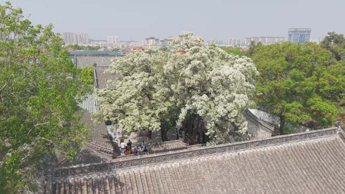 航拍孟府孟庙流苏花 孟府流苏