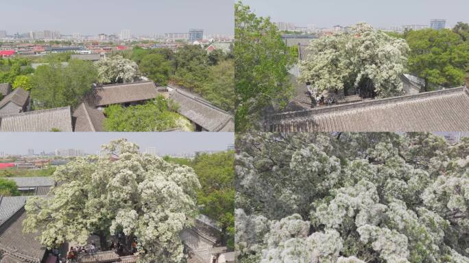航拍孟府孟庙流苏花 孟府流苏