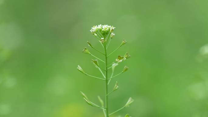 荠菜