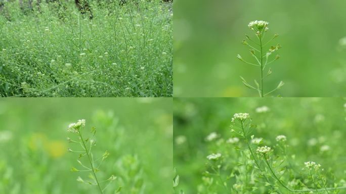 荠菜
