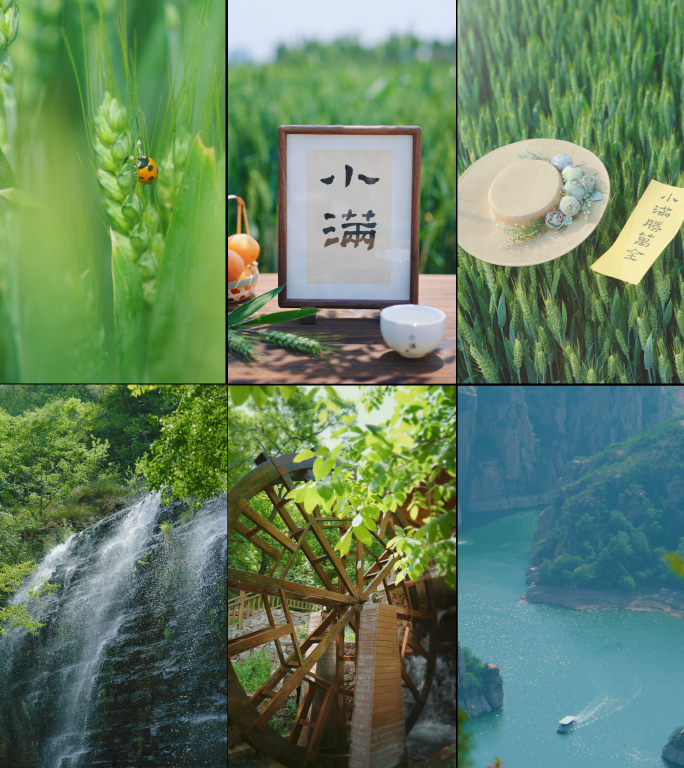 小满 小满节气 小满竖版 麦田小麦 下雨