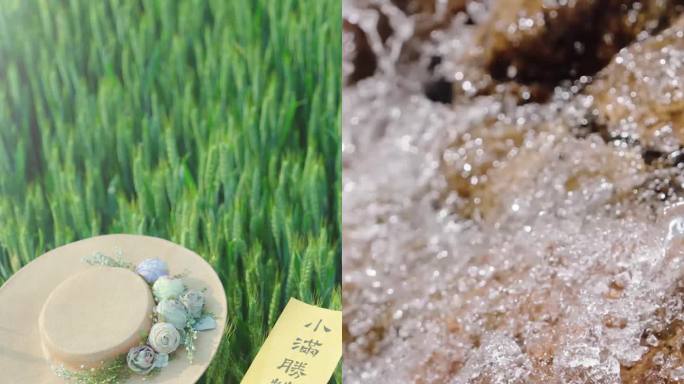 小满 小满节气 小满竖版 麦田小麦 下雨