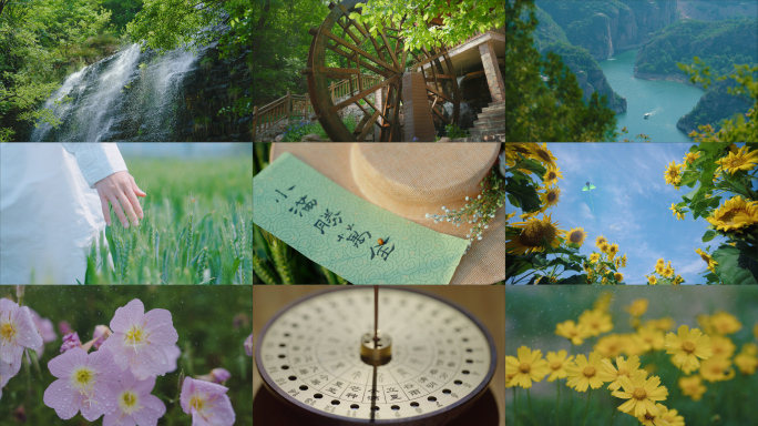 小满 小满节气  小麦 麦田 下雨