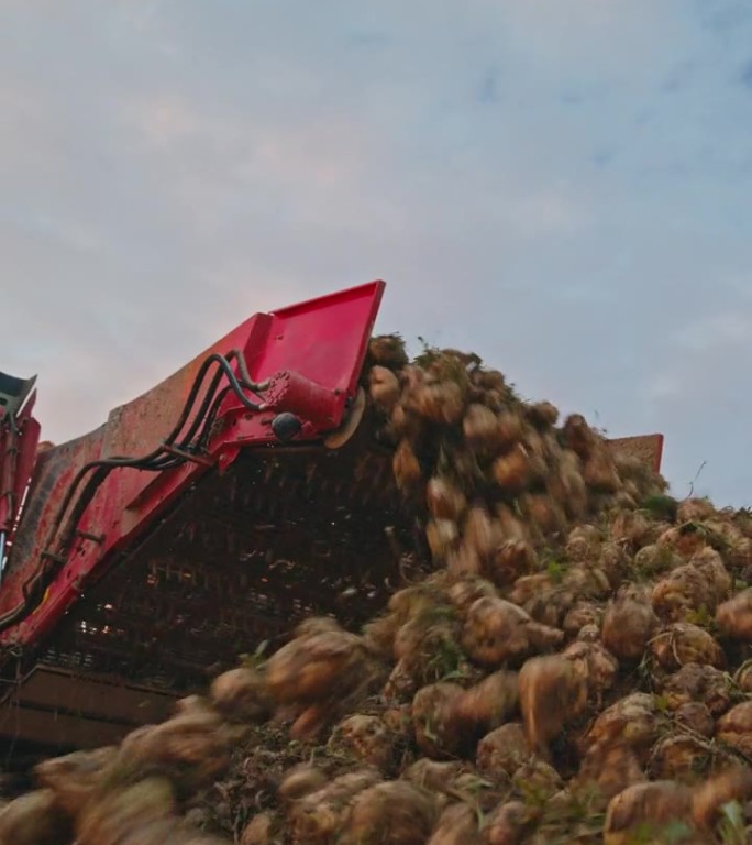 甜菜收割机堆放新鲜收获的作物