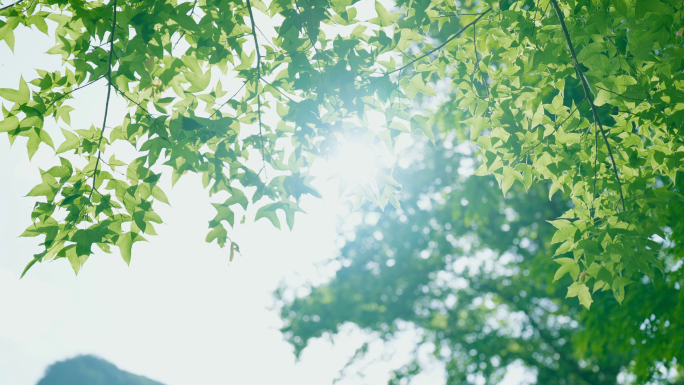 夏日清新逆光枫树树叶