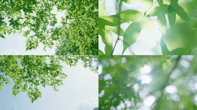 夏日清新逆光枫树树叶