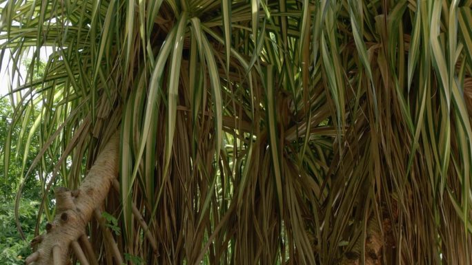 底座镜头从下往上移动，展示了塔希提螺旋松（Pandanus tectorius）的树干、气生根和叶子