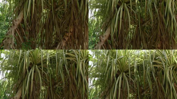 底座镜头从下往上移动，展示了塔希提螺旋松（Pandanus tectorius）的树干、气生根和叶子