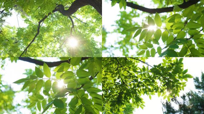 阳光穿透树叶的清新 夏日小清新