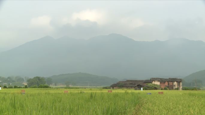 中国杂交水稻