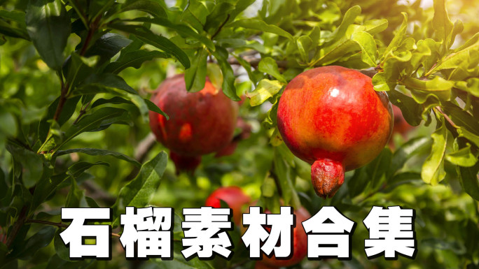 石榴种植采摘素材合集【4K】
