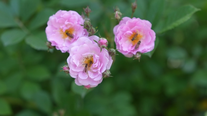 蜜蜂采蜜蔷薇花
