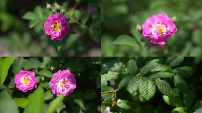 蜜蜂采蜜蔷薇花