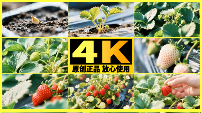 【精品】草莓生长过程记录草莓种植与生长