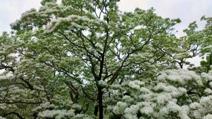 济南长清 千年流苏 花开如雪
