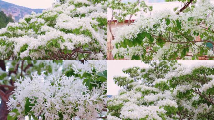 济南长清 千年流苏 花开如雪
