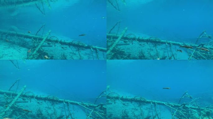 四川阿坝九寨沟五花海水下清澈宁静鱼类生态