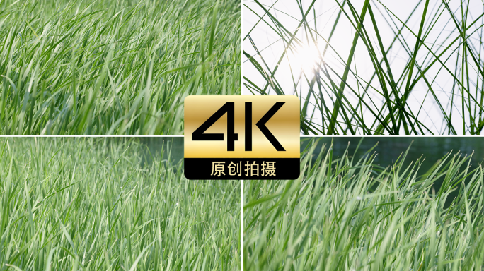 绿草如茵生机盎然